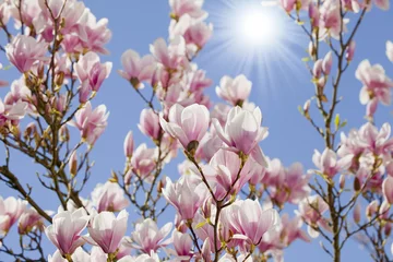 Fotobehang Magnolia blauwe lucht met magnoliabloesem
