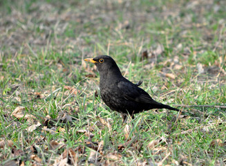 bird - blackbird