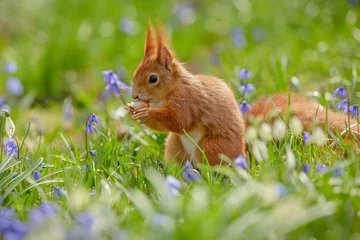 Schilderijen op glas Red squirrel in spring © Natureimmortal