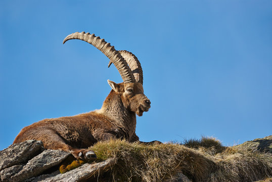 Ibex lying on top of the mountain