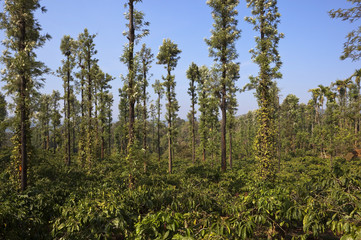 coffee and pepper plantation