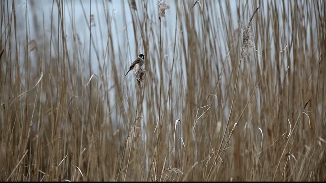 Common Reed Bunting