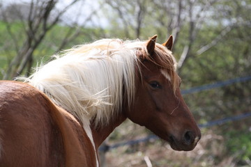 Portrait d'une ponette pie