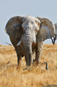 A large male elephant  with open ears in Etosha National Park