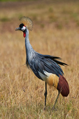 Gray crowned crane