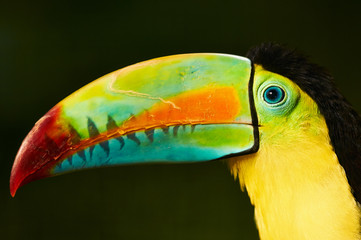 portrait of a toucan with a multicolor beak