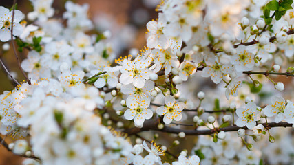 Obraz premium White spring flowers