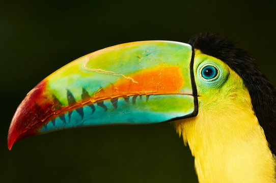 Portrait Of A Toucan With A Multicolor Beak