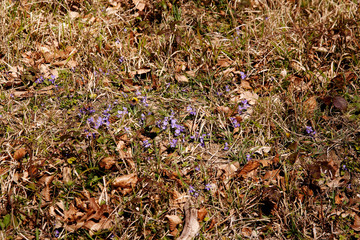 winter wildflowers among dead leaves