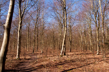 path through winter woodland