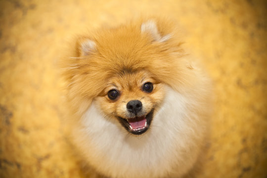 Dog smiling. Happy pet - dog Spitz. Small breeds.