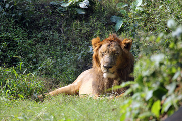 Lion (Panthera leo)