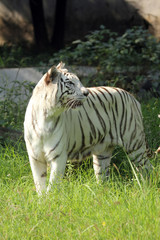 White Bengal tiger