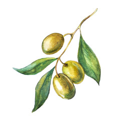 Green olive branch