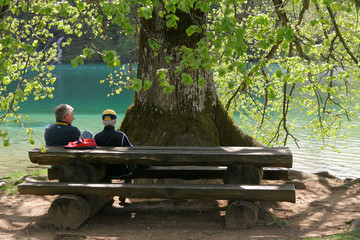 Tree and a bench near the lake