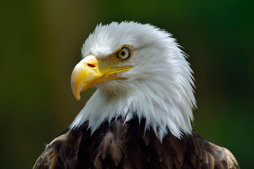 The Bald Eagle (Haliaeetus leucocephalus) portrait