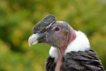 Andean Condor (Vultur gryphus) close-up portrait