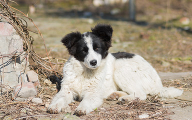Portrait of cute mixed breed stray puppy