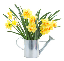 narcissus flowers in watering can