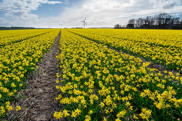 Obraz premium pretty field of daffodils in full bloom