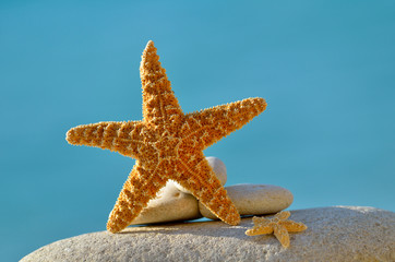 starfish on the beach