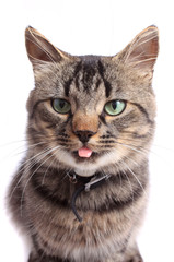 Cat with tongue sticking out