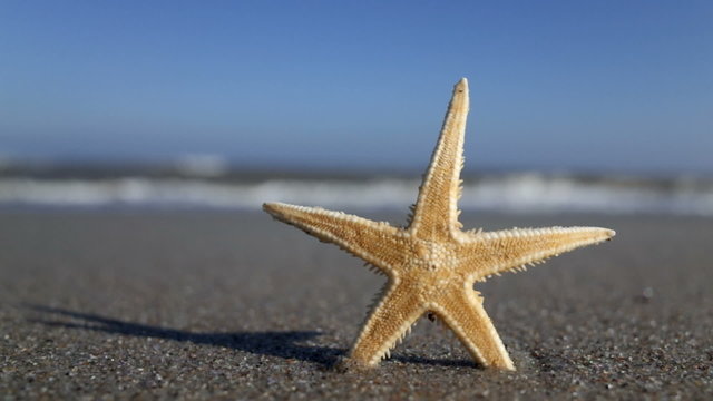 Starfish at the beach