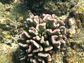 Hard sea corals in Indian ocean