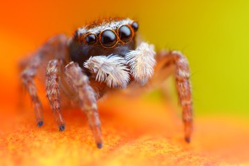 Little turkish jumping spider closeup
