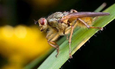 Dung fly closeup in its natural environment