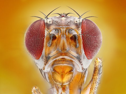 Extreme sharp macro portrait of fruit fly head