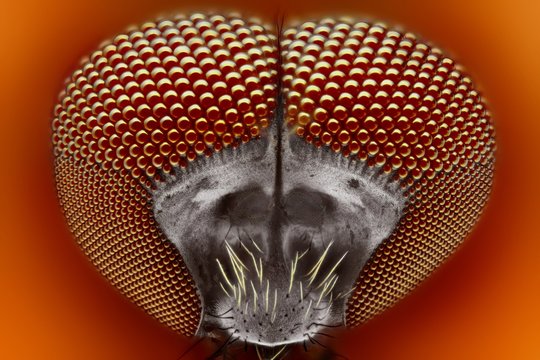 Biting blackfly (Simuliidae) macro portrait