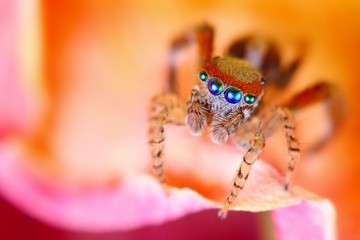 Saitis Barbipes mediterranean jumping spider close up