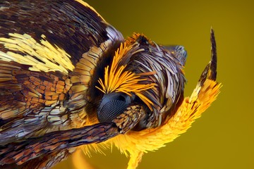 Extreme sharp and detailed view of colorful moth