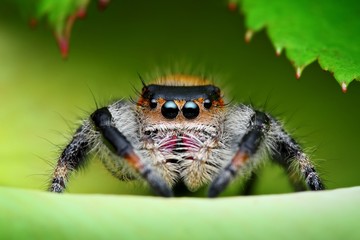 Jumping spider (Phidippus regius) in its natural environment