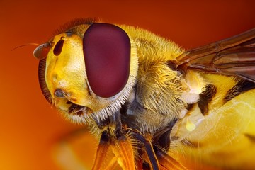Extreme sharp and detailed view of Hoverfly © tomatito26