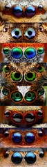 Collage with closeups of jumping spider eyes
