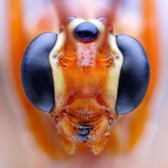 Close up of (Ophion luteus) wasp