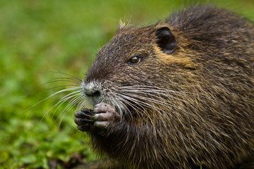Biberratte (Myocastor coypus)