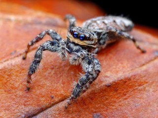 Closeup of Marpissa muscosa jumping spider on the leaf