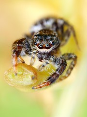 Closeup of Marpissa muscosa jumping spider on the flower