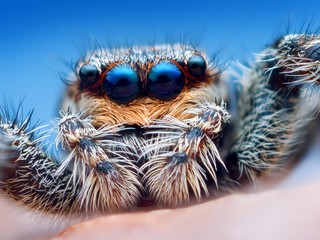 Closeup of Marpissa muscosa jumping spider head