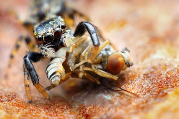 Closeup of small jumping spider eating fly