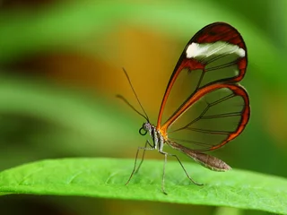 Fotobehang Vlinder Glass wing butterfly (Greta Oto)
