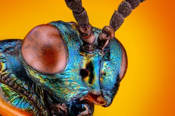Extreme sharp and detailed view of small metallic wasp