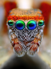 Mediterranean jumping spider close up © tomatito26