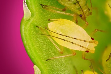 Extreme sharp and detailed view of Green aphids
