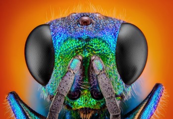 Extreme sharp and detailed study of 6 mm Cuckoo wasp