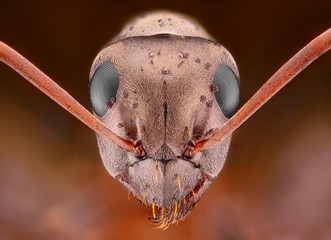 Sharp and detailed study of Ant head with pimples