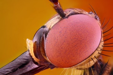 Extreme sharp and detailed study of Dagger fly head